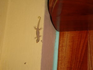 DSC00123