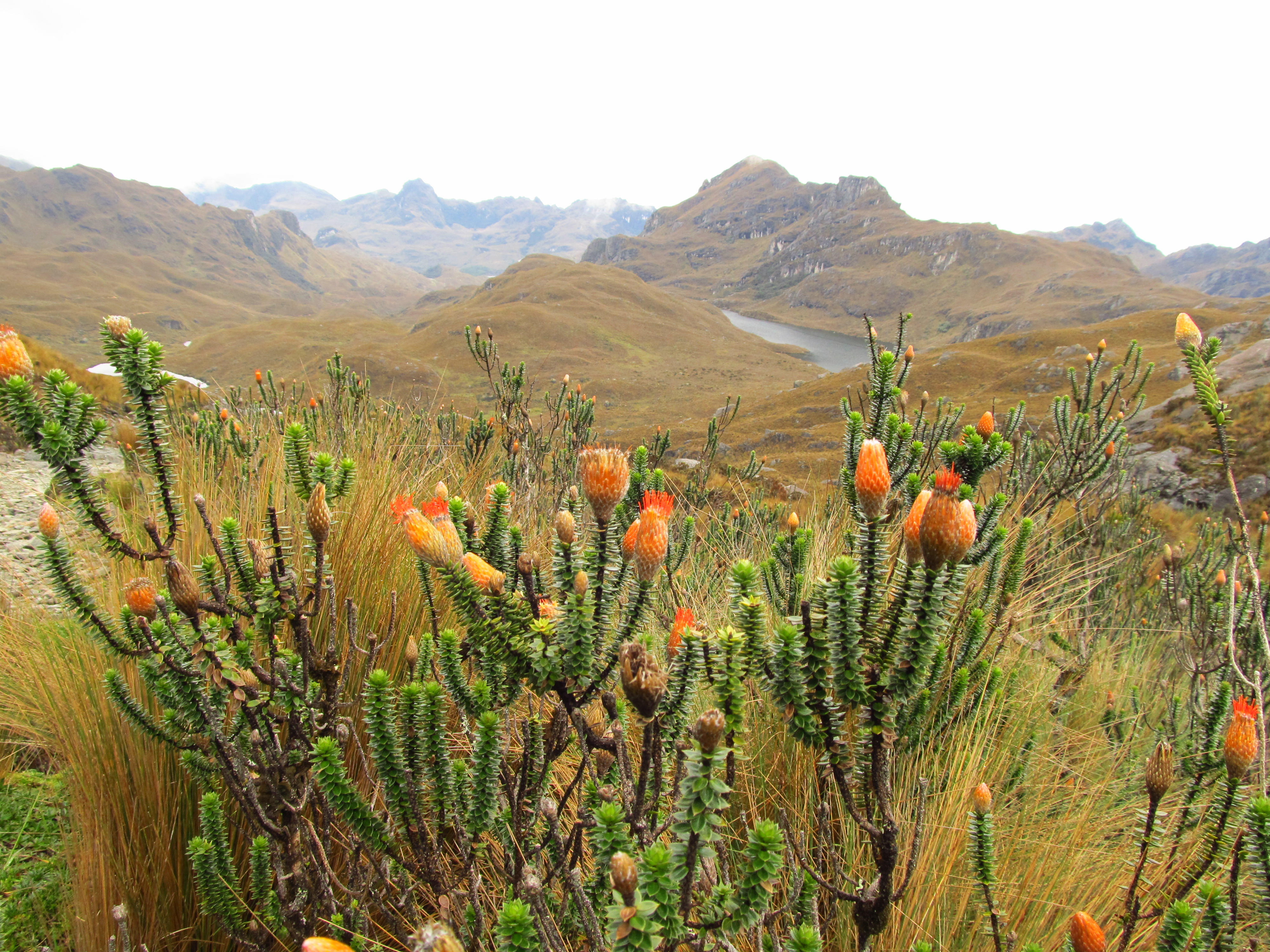 Cuenca und Parque Nacional Cajas
